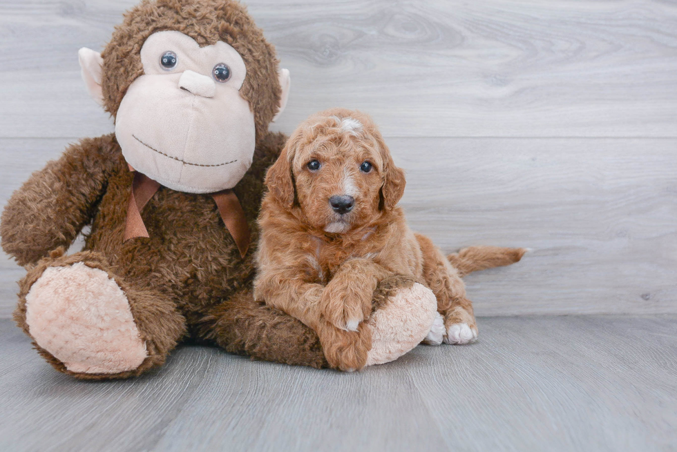 Adorable Golden Retriever Poodle Mix Puppy