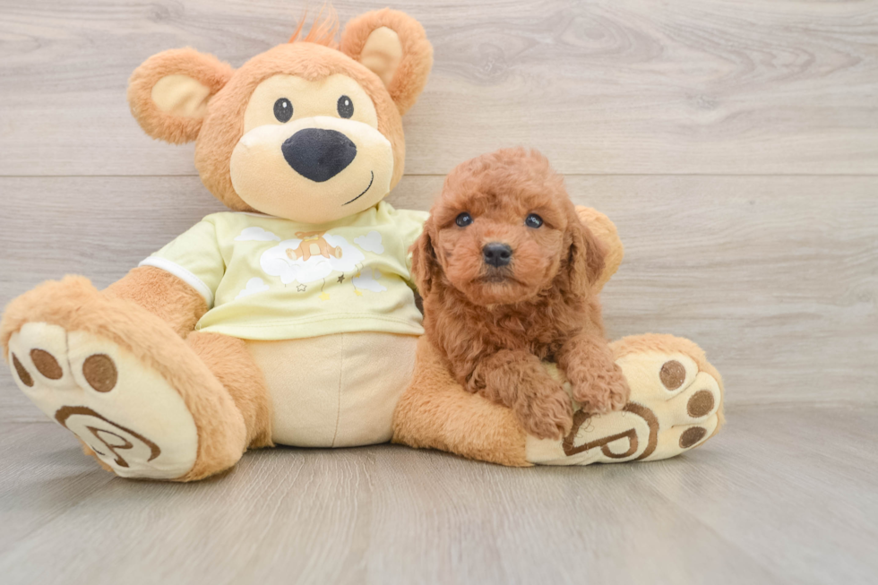 Smart Mini Goldendoodle Poodle Mix Pup