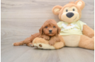 Best Mini Goldendoodle Baby