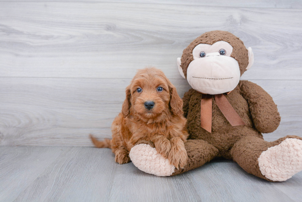 Best Mini Goldendoodle Baby