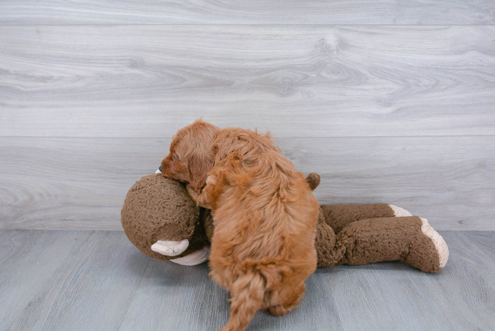 Playful Golden Retriever Poodle Mix Puppy