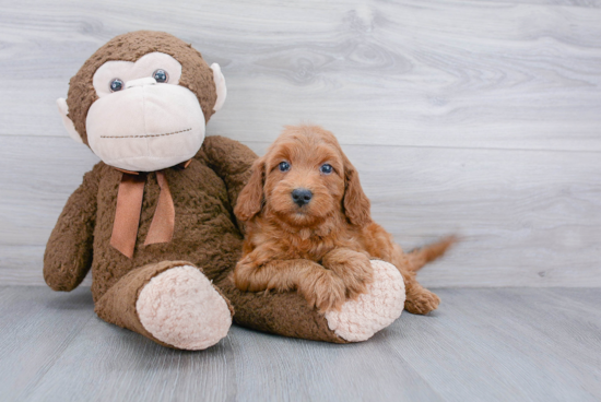 Mini Goldendoodle Pup Being Cute