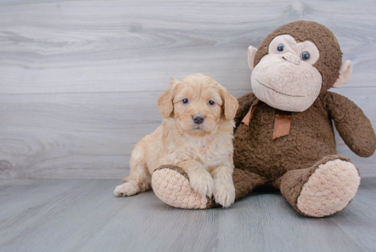 Cute Mini Goldendoodle Baby