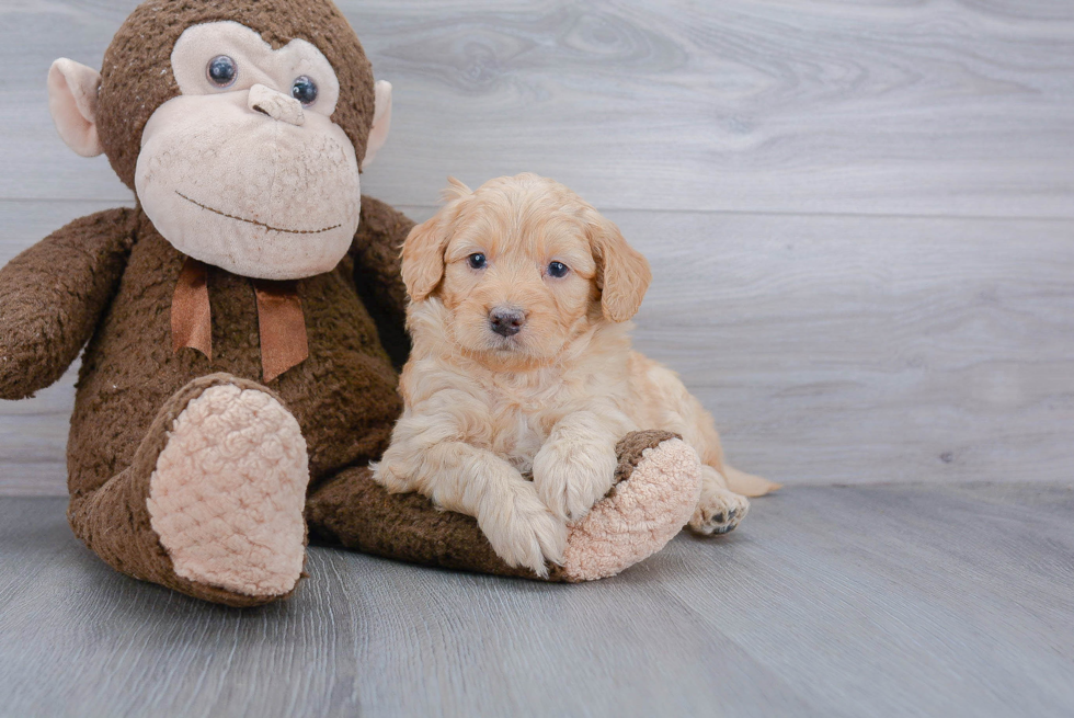 Friendly Mini Goldendoodle Baby