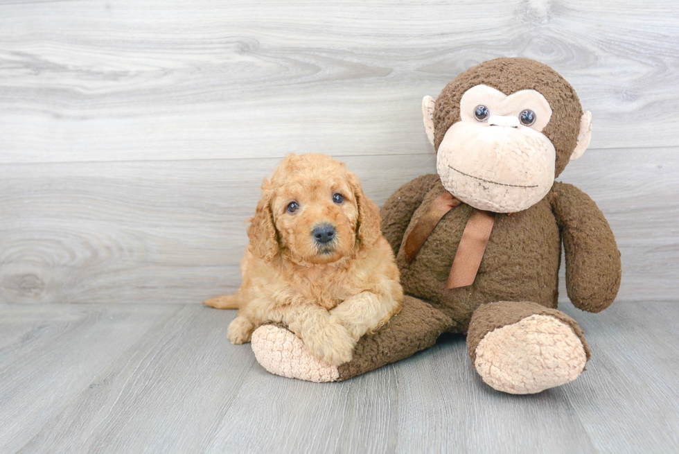 Best Mini Goldendoodle Baby