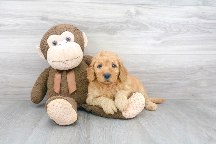 Best Mini Goldendoodle Baby