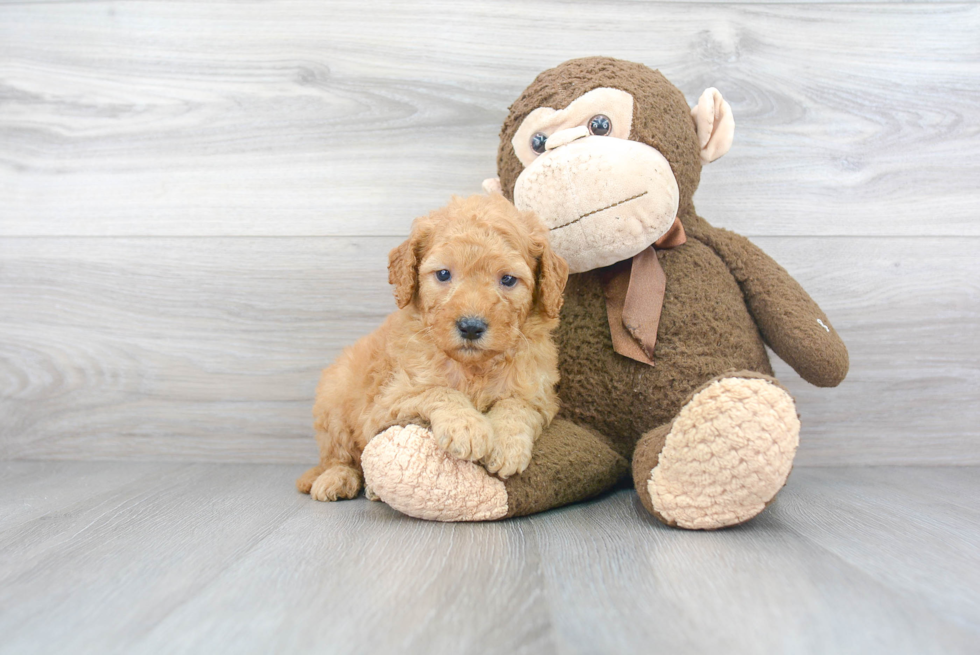 Mini Goldendoodle Pup Being Cute