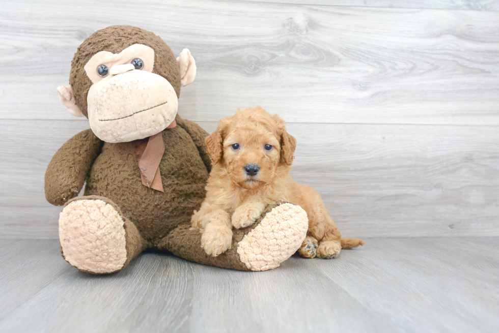 Cute Mini Goldendoodle Baby