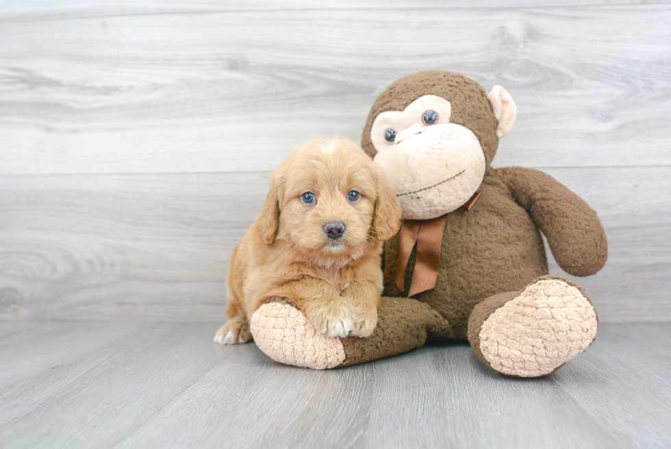 Best Mini Goldendoodle Baby