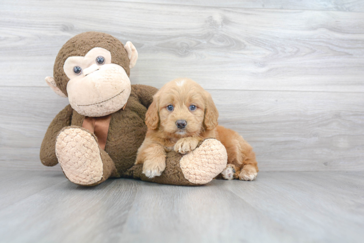 Mini Goldendoodle Pup Being Cute