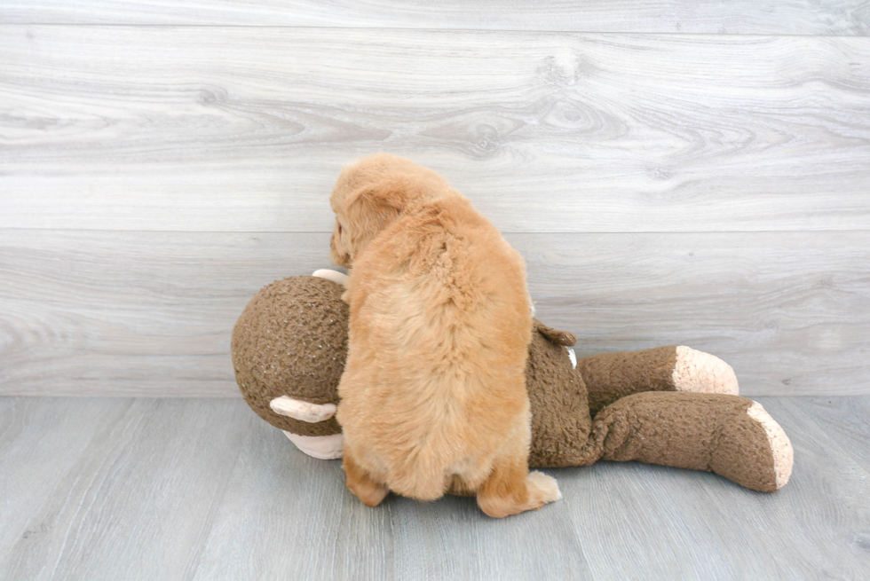 Best Mini Goldendoodle Baby