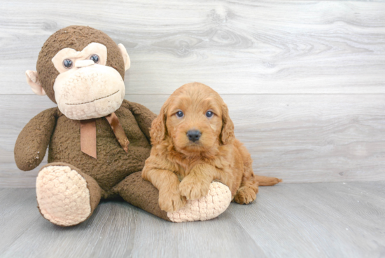 Mini Goldendoodle Puppy for Adoption