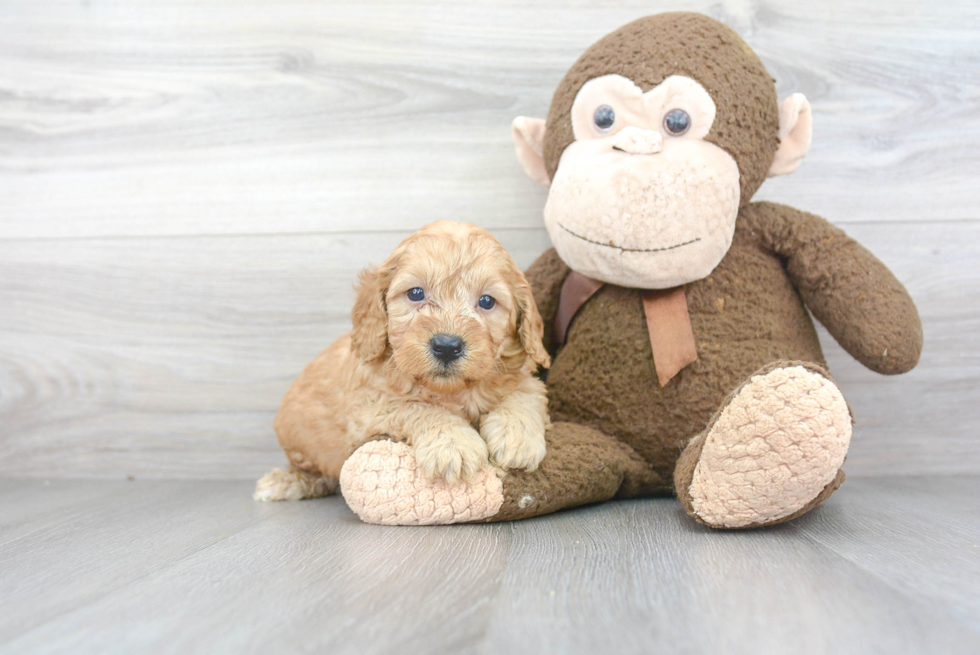 Best Mini Goldendoodle Baby