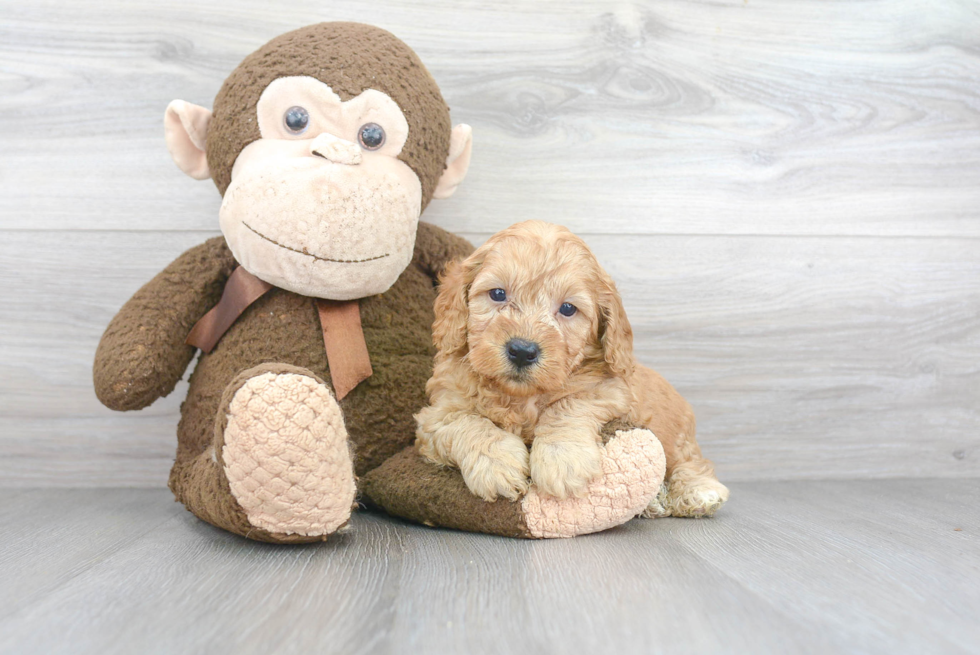 Petite Mini Goldendoodle Poodle Mix Pup