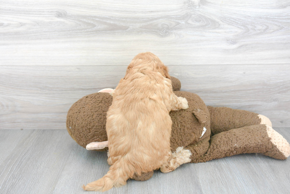 Fluffy Mini Goldendoodle Poodle Mix Pup