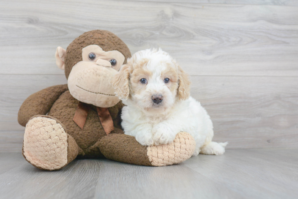 Mini Goldendoodle Pup Being Cute