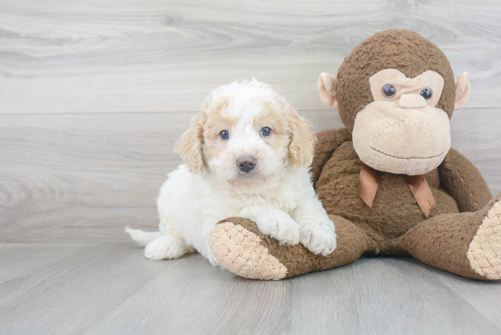 Mini Goldendoodle Pup Being Cute