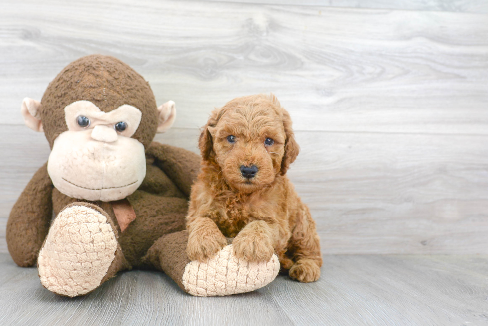 Mini Goldendoodle Pup Being Cute