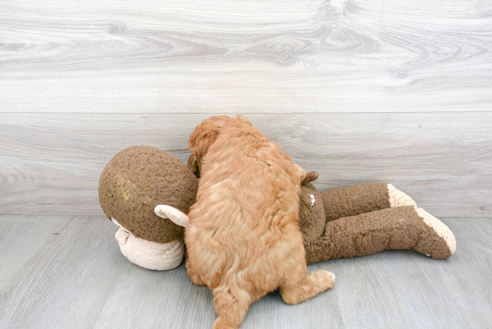 Playful Golden Retriever Poodle Mix Puppy