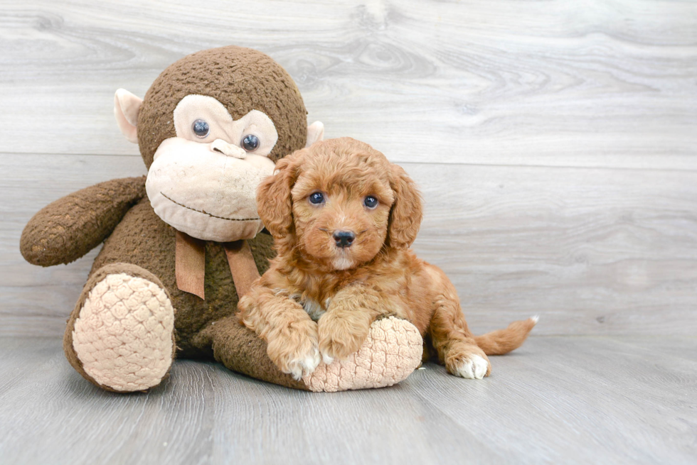 Energetic Golden Retriever Poodle Mix Puppy