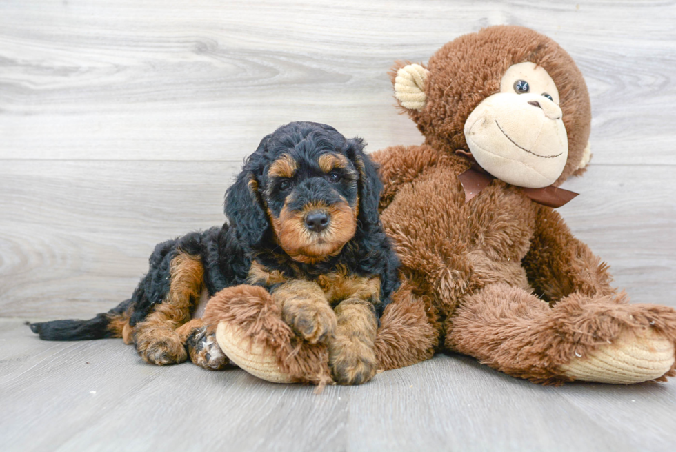 Hypoallergenic Golden Retriever Poodle Mix Puppy