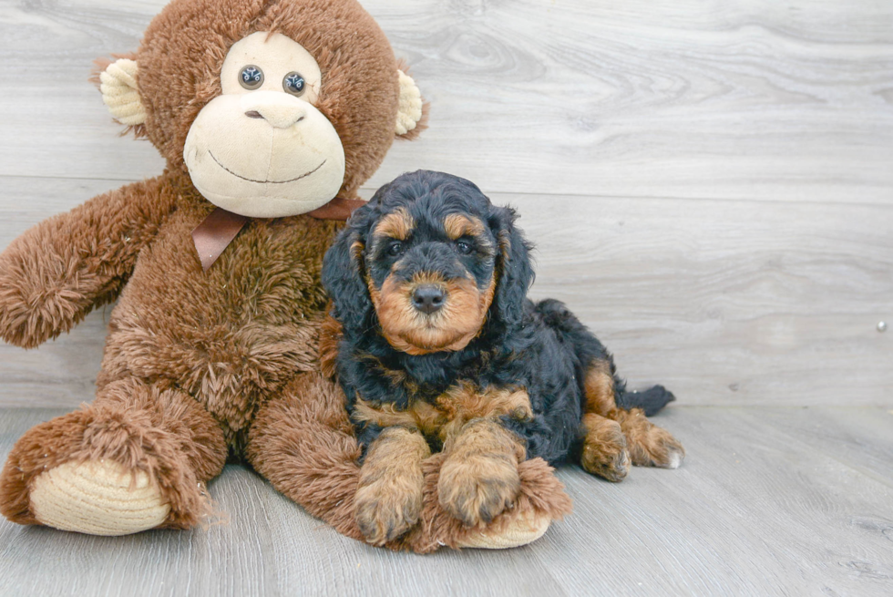 Adorable Golden Retriever Poodle Mix Puppy