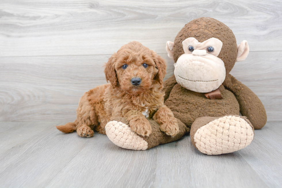 Fluffy Mini Goldendoodle Poodle Mix Pup