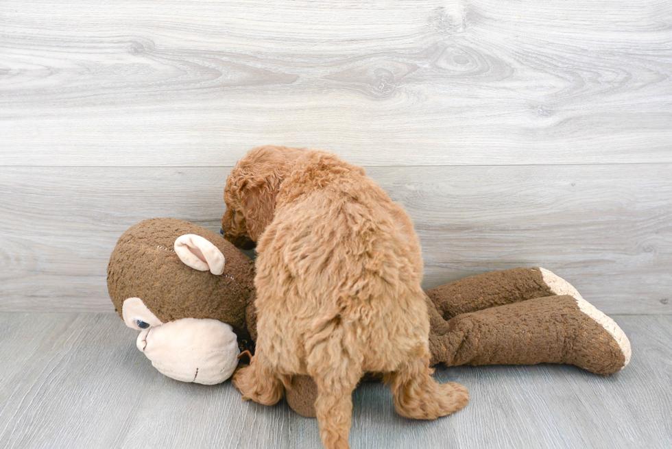 Friendly Mini Goldendoodle Baby