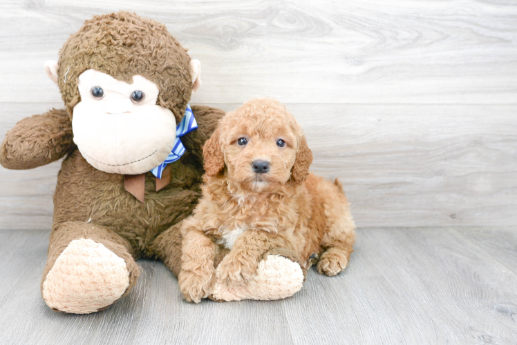 Mini Goldendoodle Pup Being Cute