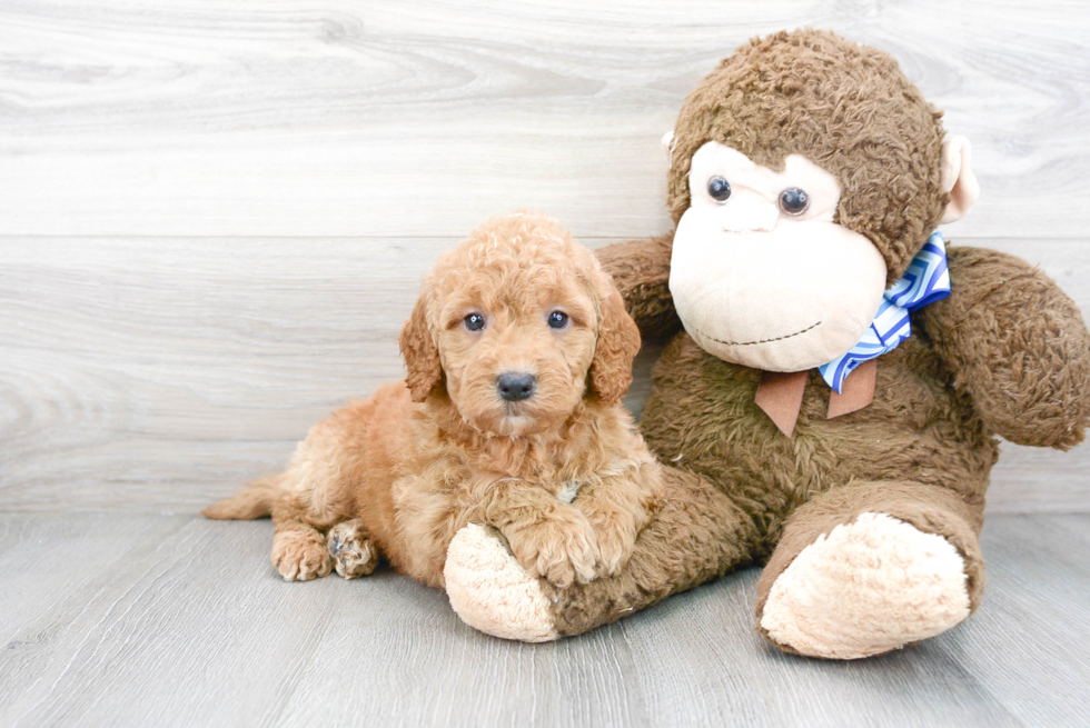 Adorable Golden Retriever Poodle Mix Puppy