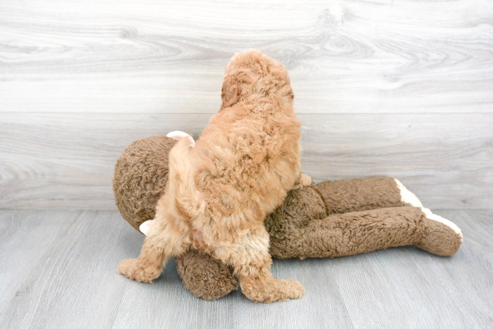 Mini Goldendoodle Puppy for Adoption