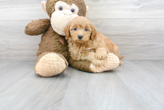 Mini Goldendoodle Pup Being Cute