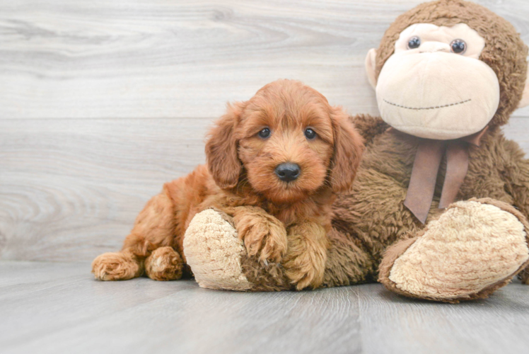 Cute Mini Goldendoodle Baby