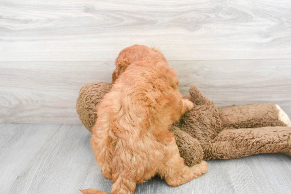 Happy Mini Goldendoodle Baby