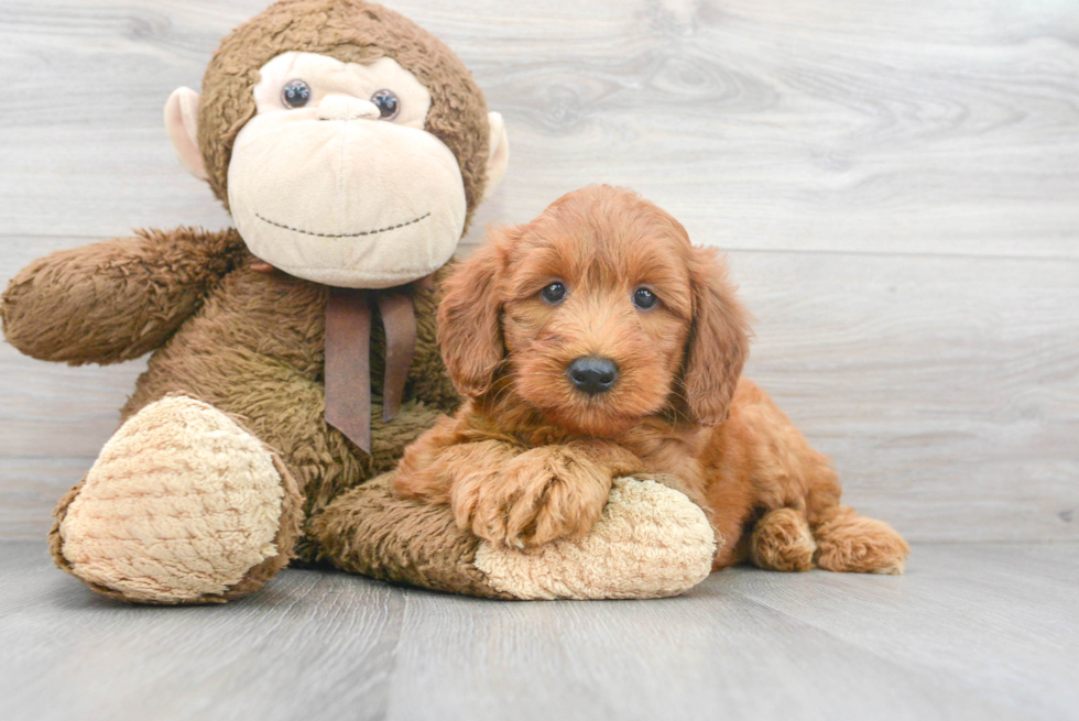 Mini Goldendoodle Puppy for Adoption