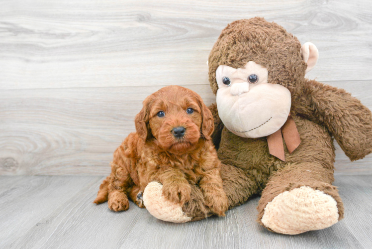 Happy Mini Goldendoodle Baby