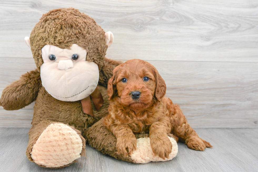 Mini Goldendoodle Puppy for Adoption