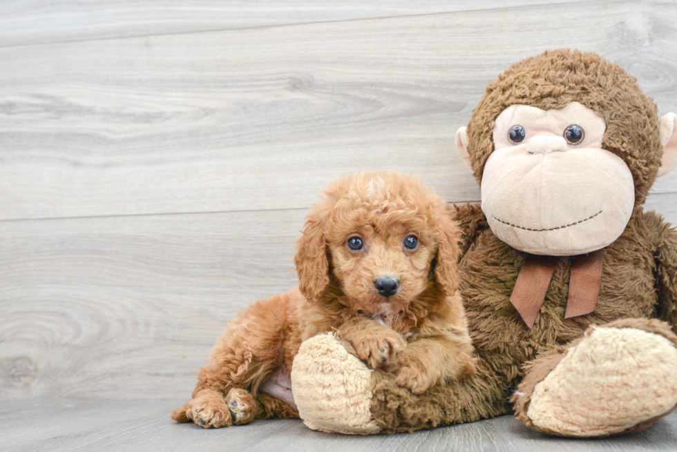 Mini Goldendoodle Pup Being Cute