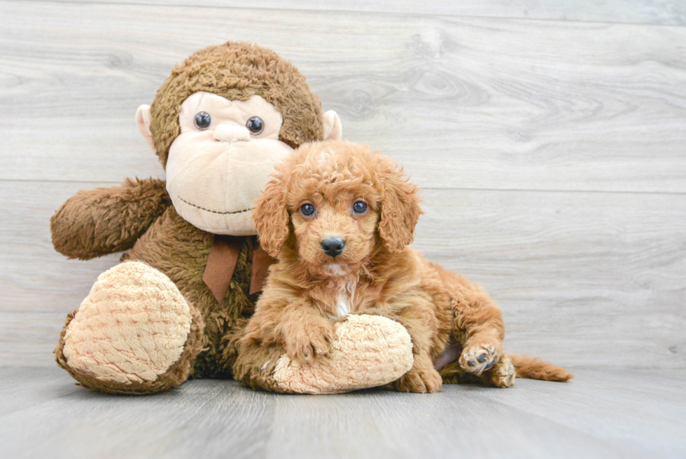 Smart Mini Goldendoodle Poodle Mix Pup