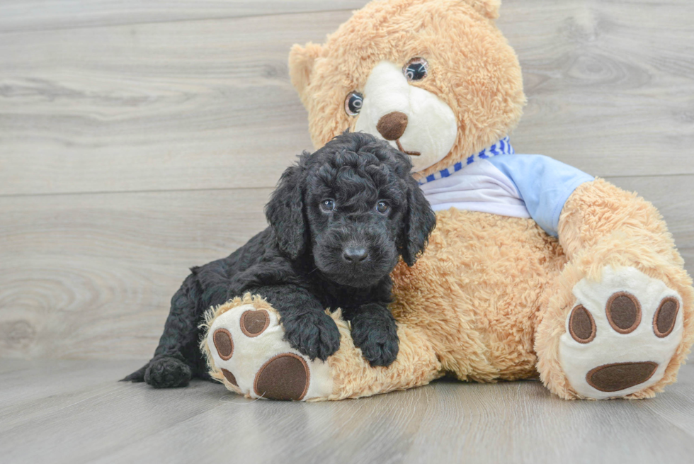 Petite Mini Goldendoodle Poodle Mix Pup