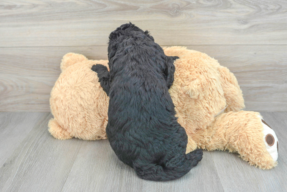 Sweet Mini Goldendoodle Baby