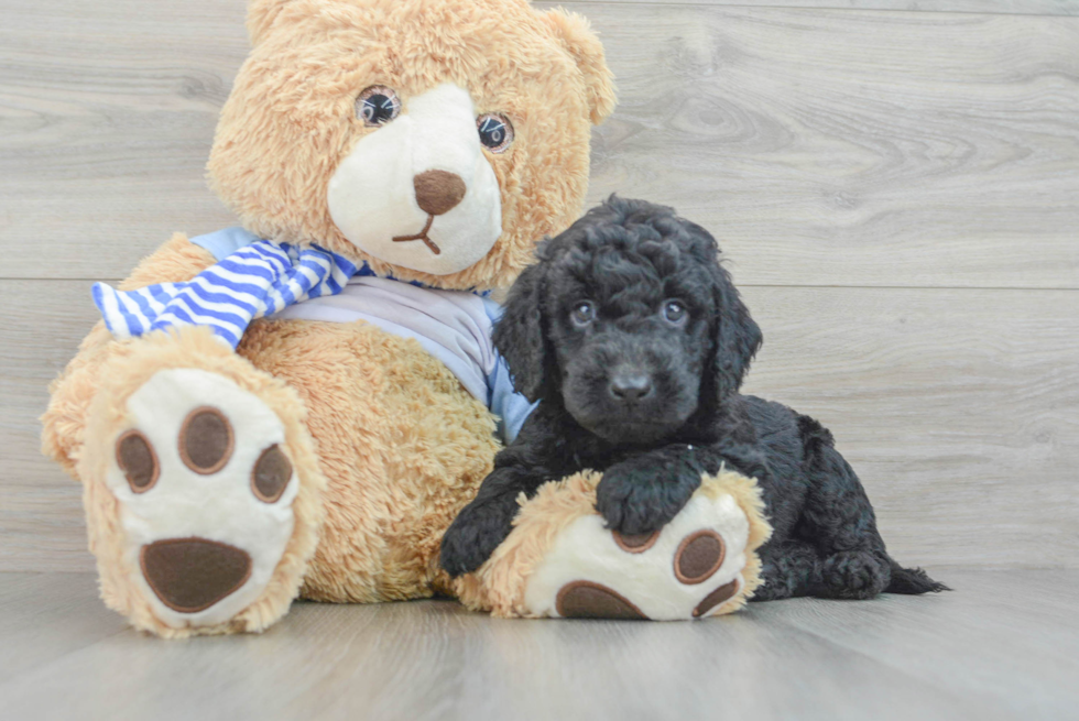 Playful Golden Retriever Poodle Mix Puppy