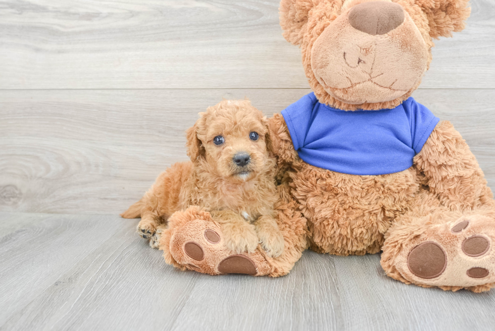 Cute Mini Goldendoodle Baby