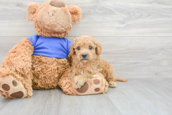 Mini Goldendoodle Pup Being Cute