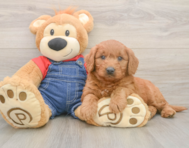 5 week old Mini Goldendoodle Puppy For Sale - Premier Pups