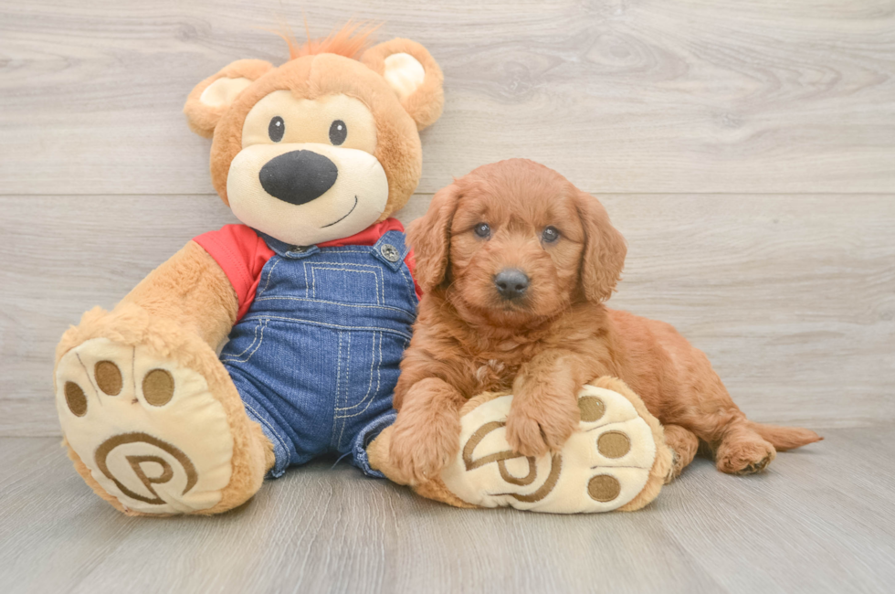 5 week old Mini Goldendoodle Puppy For Sale - Premier Pups