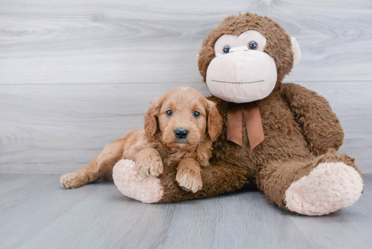 Little Golden Retriever Poodle Mix Puppy