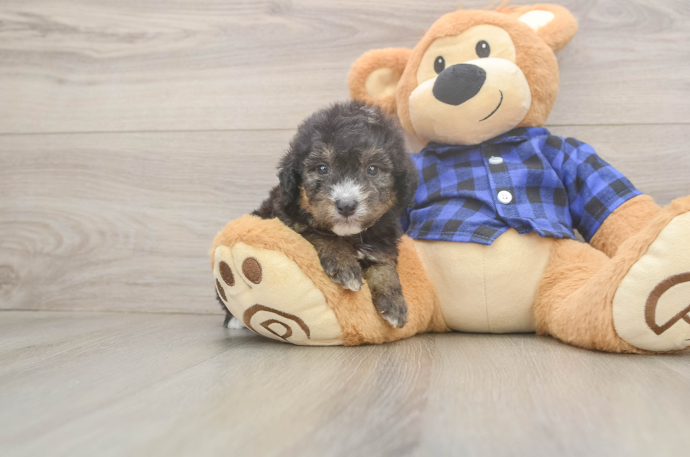 5 week old Mini Goldendoodle Puppy For Sale - Premier Pups