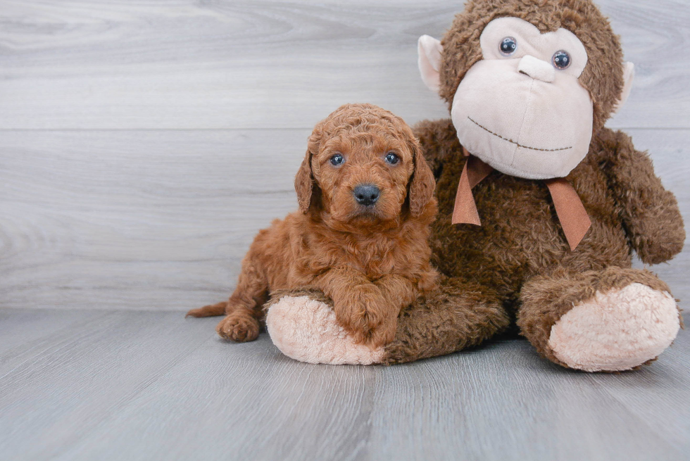 Best Mini Goldendoodle Baby