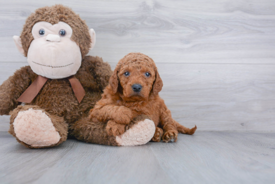 Hypoallergenic Golden Retriever Poodle Mix Puppy